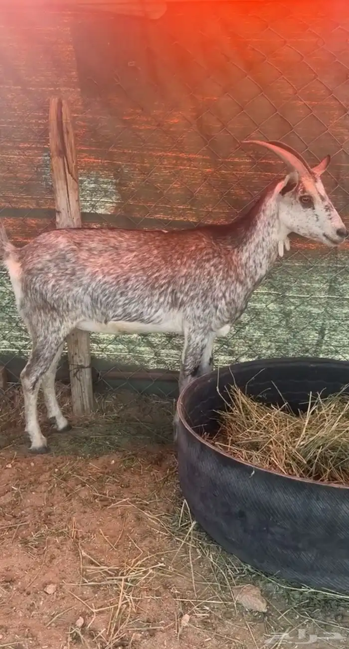 معزا دفيع العدد 4 8