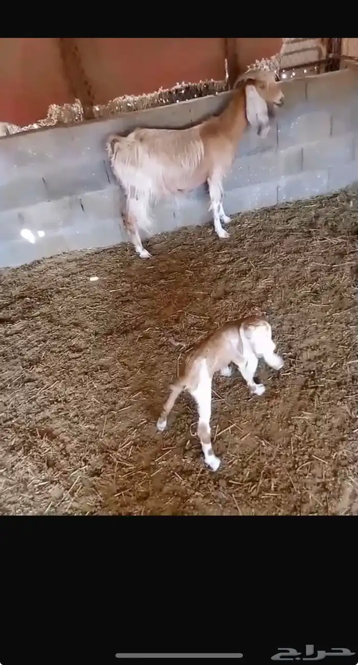 معزا مشاكيل كل وحدة تحتها تابع 2