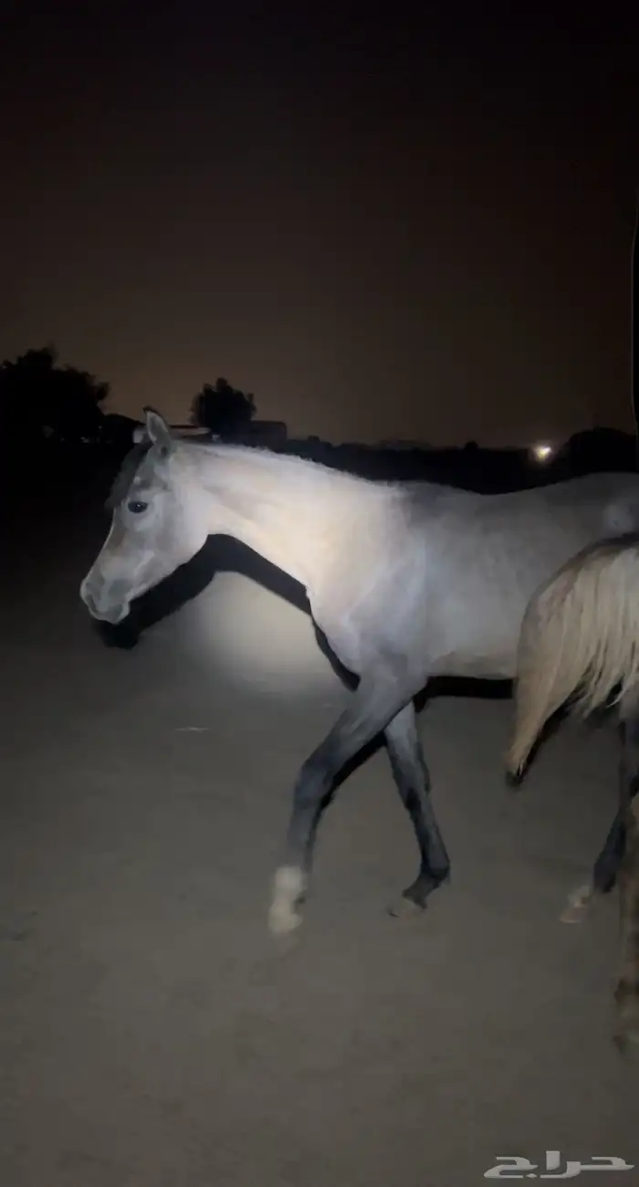 مهره فاخرة 4