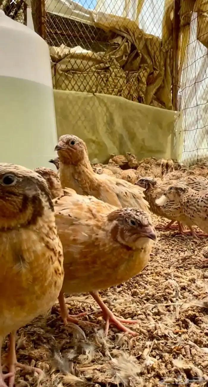 سمان فري مريعي و دجاج بلدي ذبح و تربيه 0