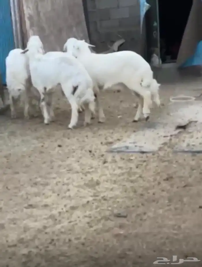 بهم خرفان عدد 4 0