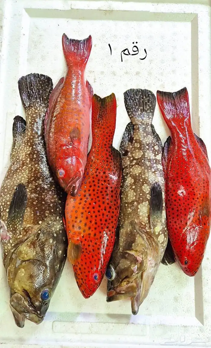 اسماك اليوم 15