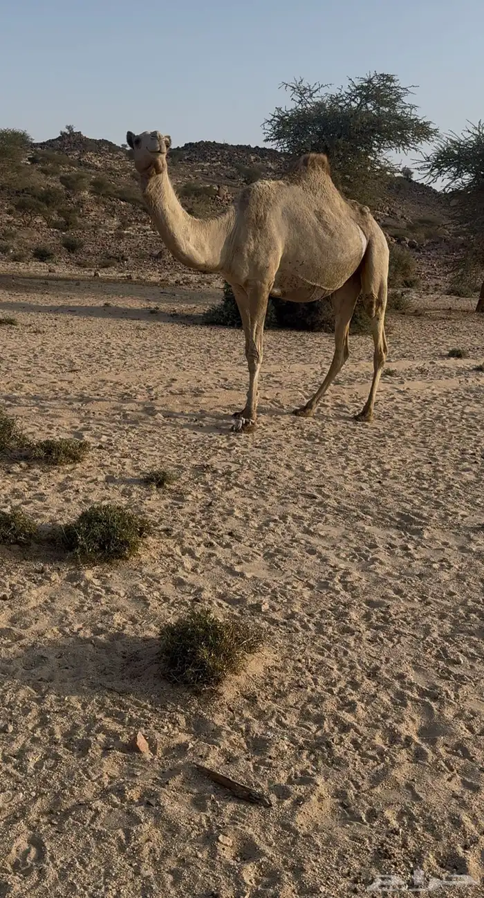 ناقه ملاقي 3