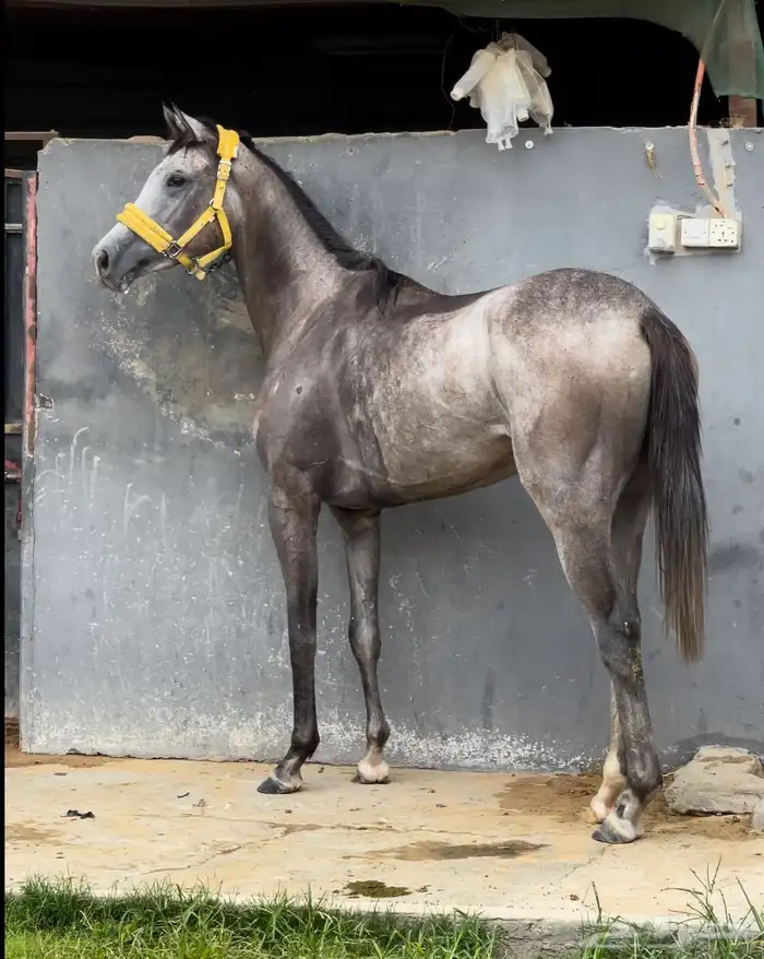 مهره شعبيه فرنسي تحمل وسرعة 0