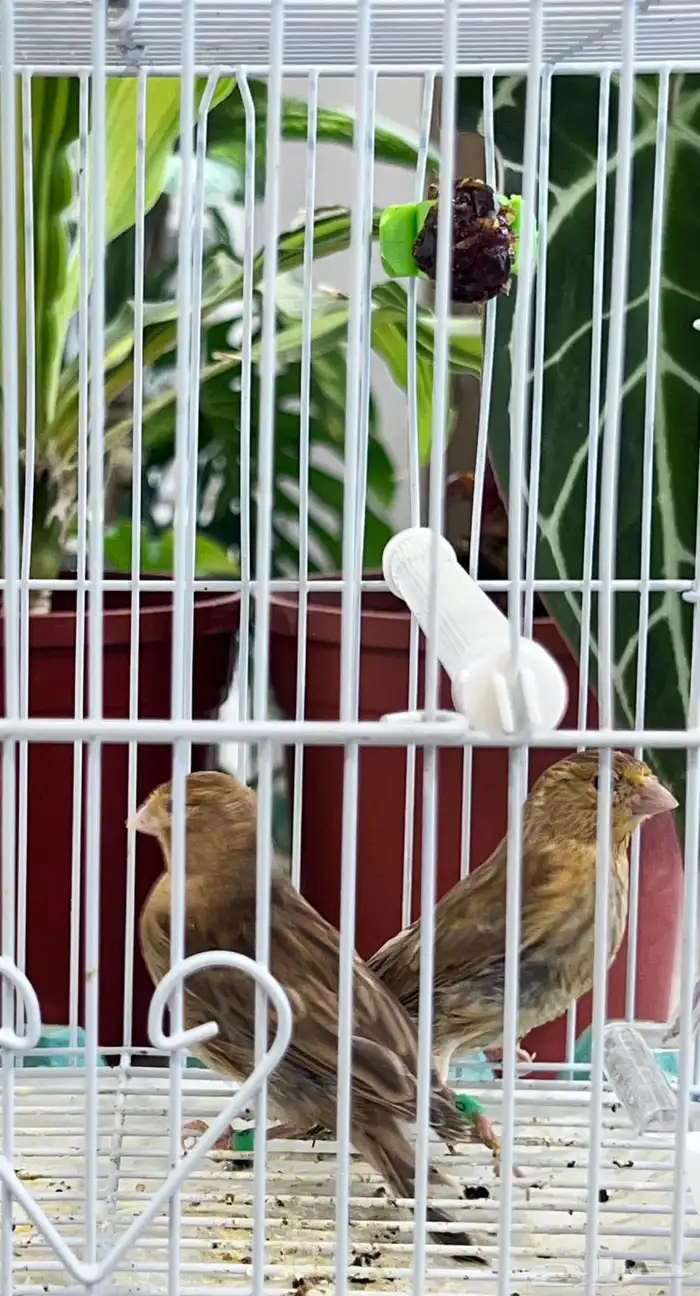 عدد اثنين فروخ كناري ( تم البيع ) 14