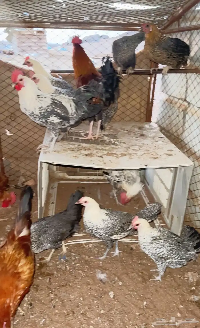 دجاج بياض بلدي وفيومي وديكة 0