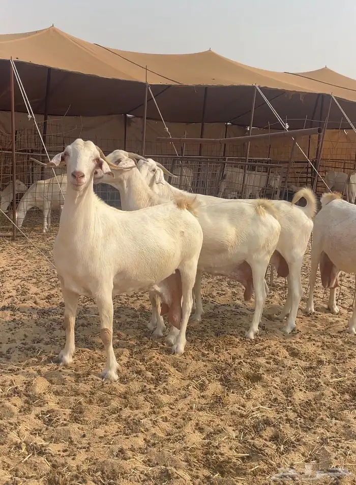 معزا دفيع بيشيات صنف الصنف 0