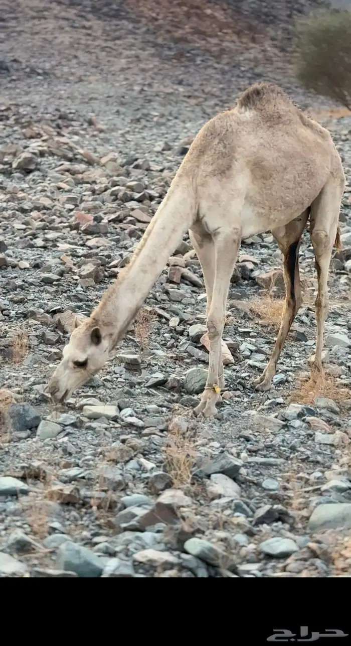 للبيع بكره لقيه 3