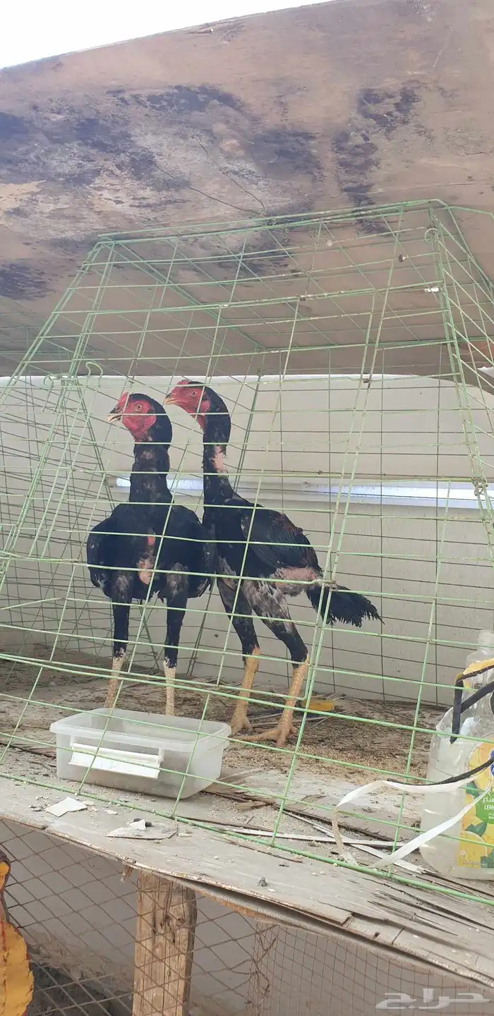 ديوك باكستاني للبيع 0