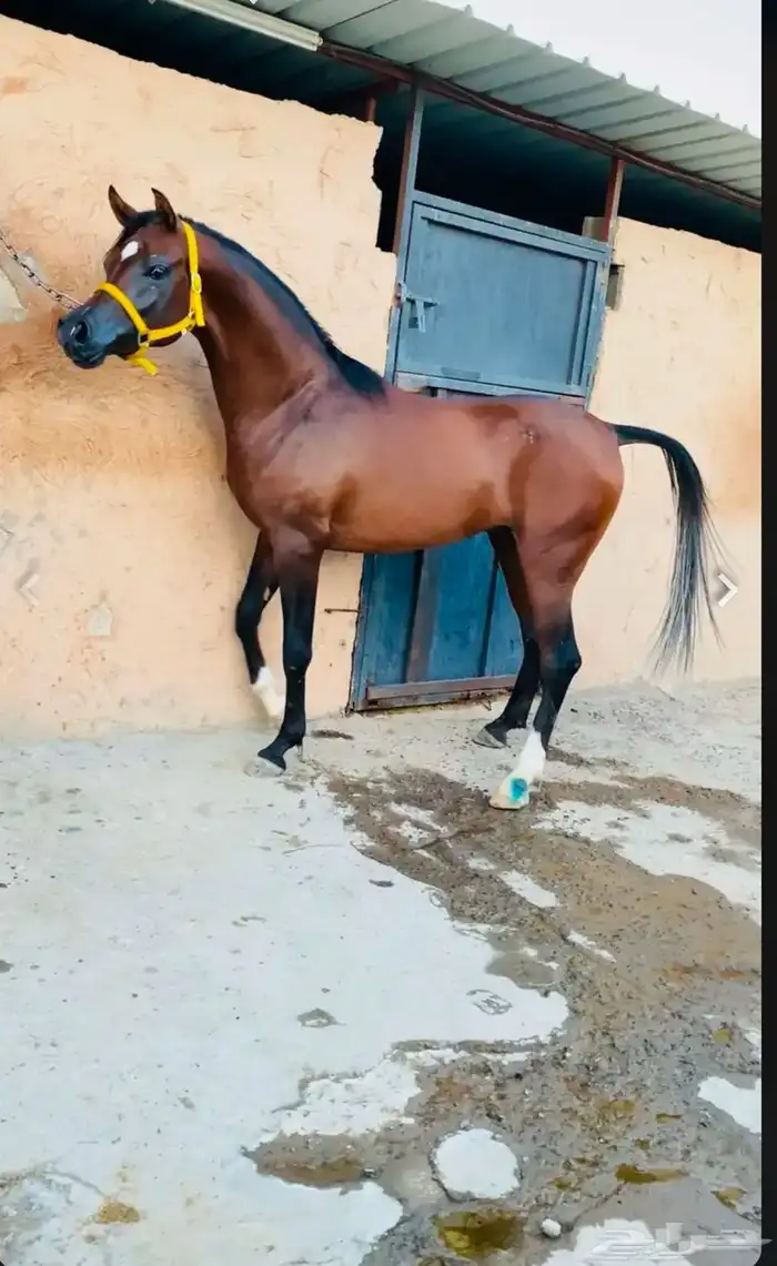 فرس شيخة معها مهره ولقاح 8