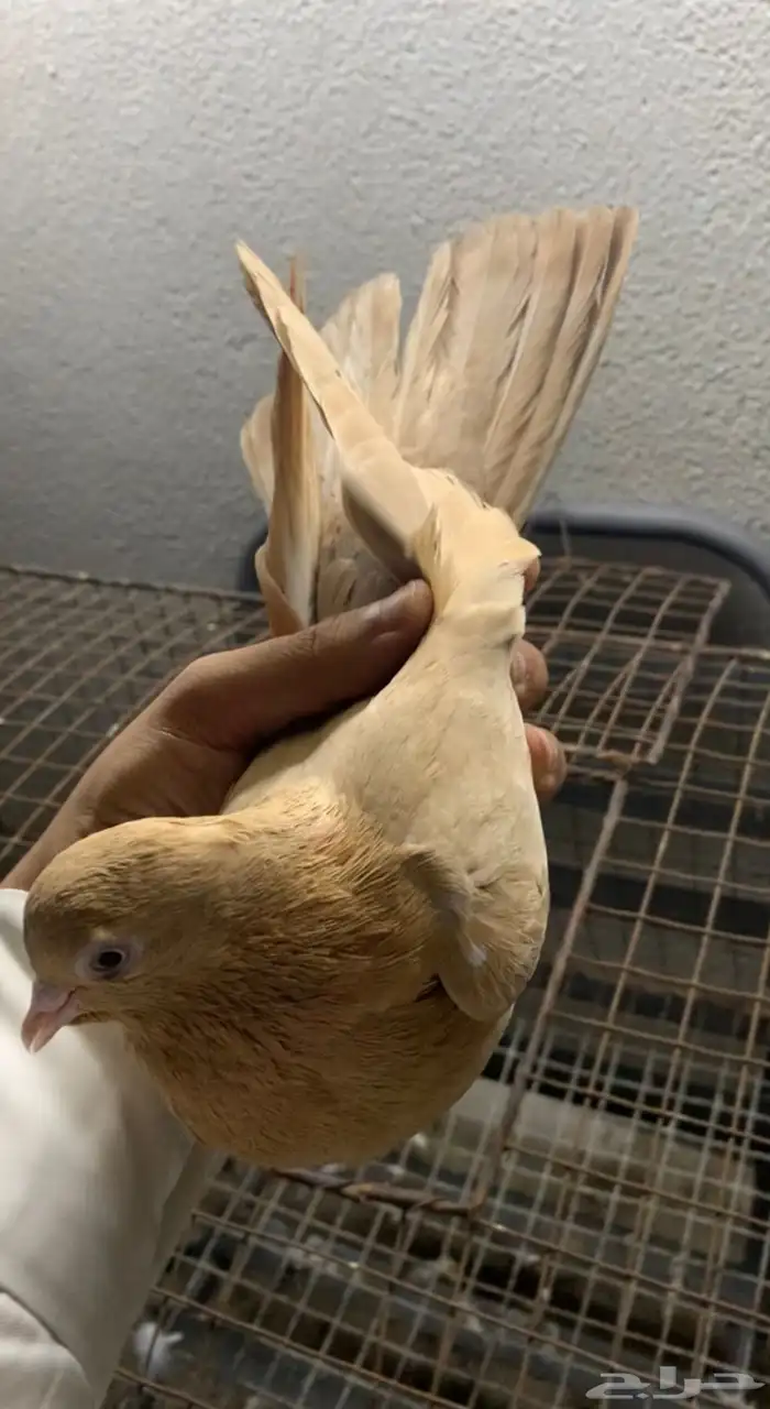 حمام قلابي حمر توب التوب 6