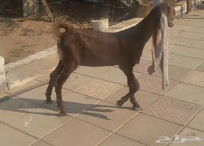 جفره حجازيه هولنديه نادره لون وراس وجرم 9