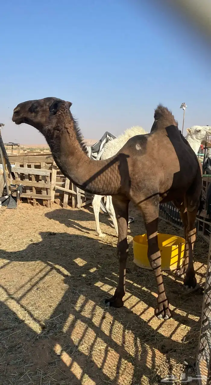 بكره صفراء للبيع 0