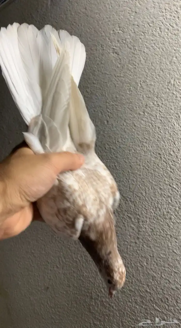 حمام قلابي حمر توب التوب 5