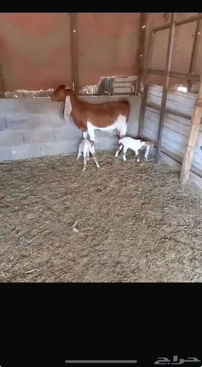 معزا مشاكيل كل وحدة تحتها تابع 3