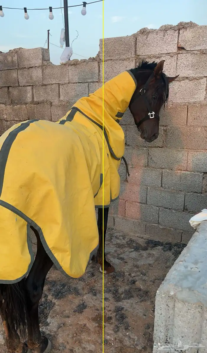 حصان البيع العمر سبع سنوات الطول 152 الحصان طرب حار 4