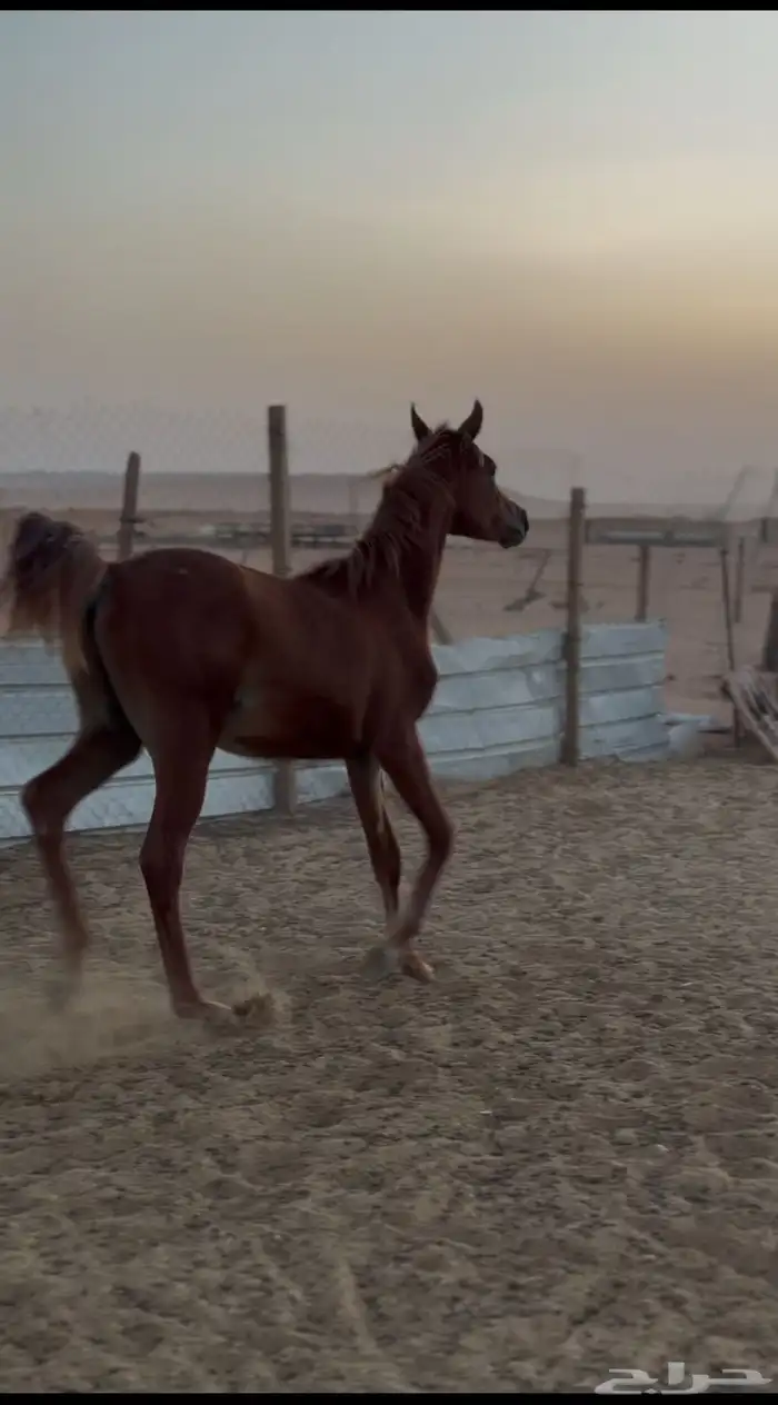 مهر عربي بدون أوراق 1