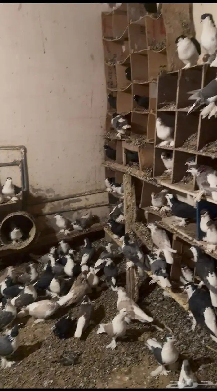 حمام زينه شرازي 0