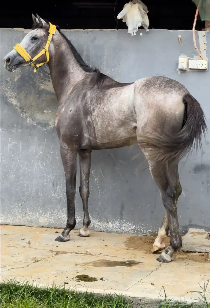 مهره شعبيه فرنسي تحمل وسرعة 1