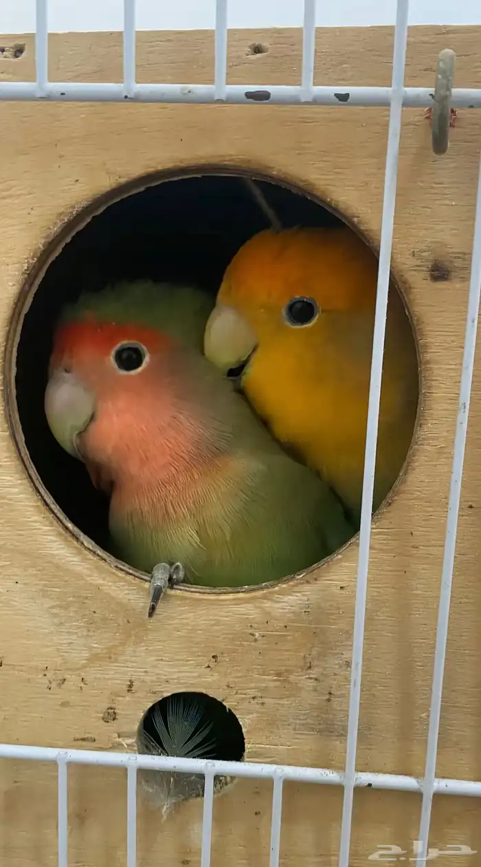 فندق للحيونات الاليفه 5