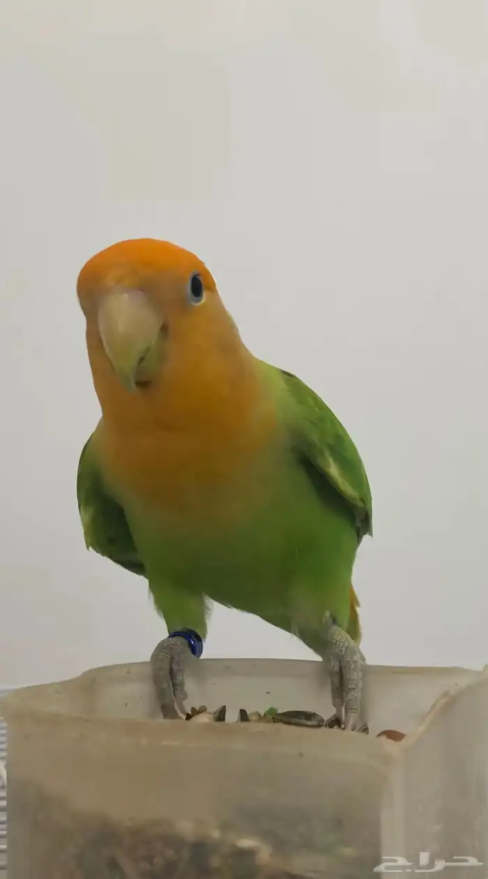 فندق للحيونات الاليفه 7