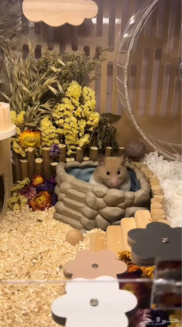 فندق للحيونات الاليفه 3