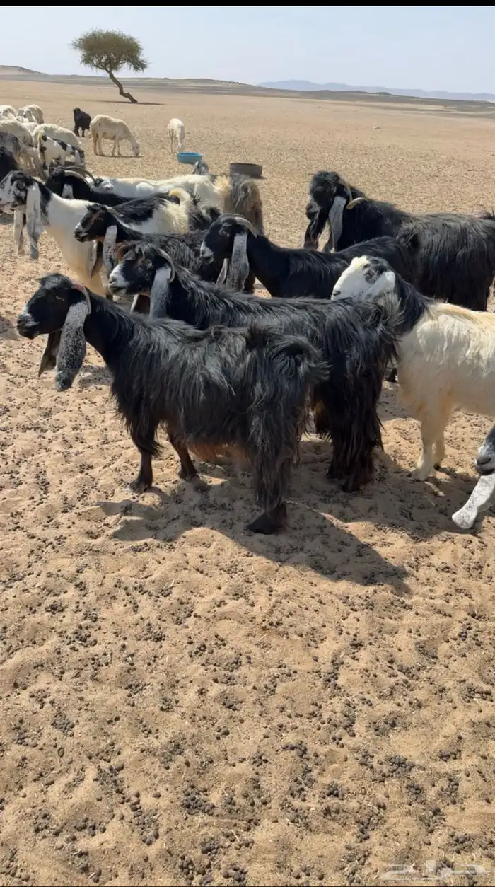 معزاء عوارض طيبه 1