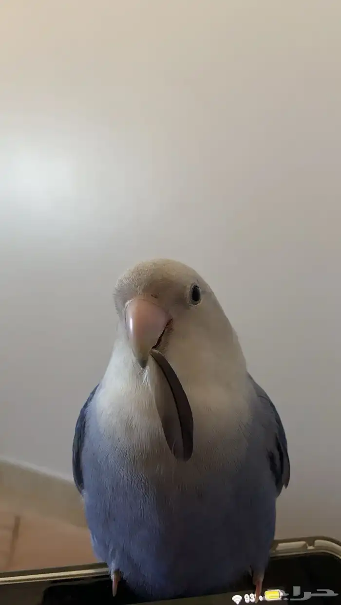 طير روز ضايع الي يحصله مكافأه ماليه 250 ريال 0