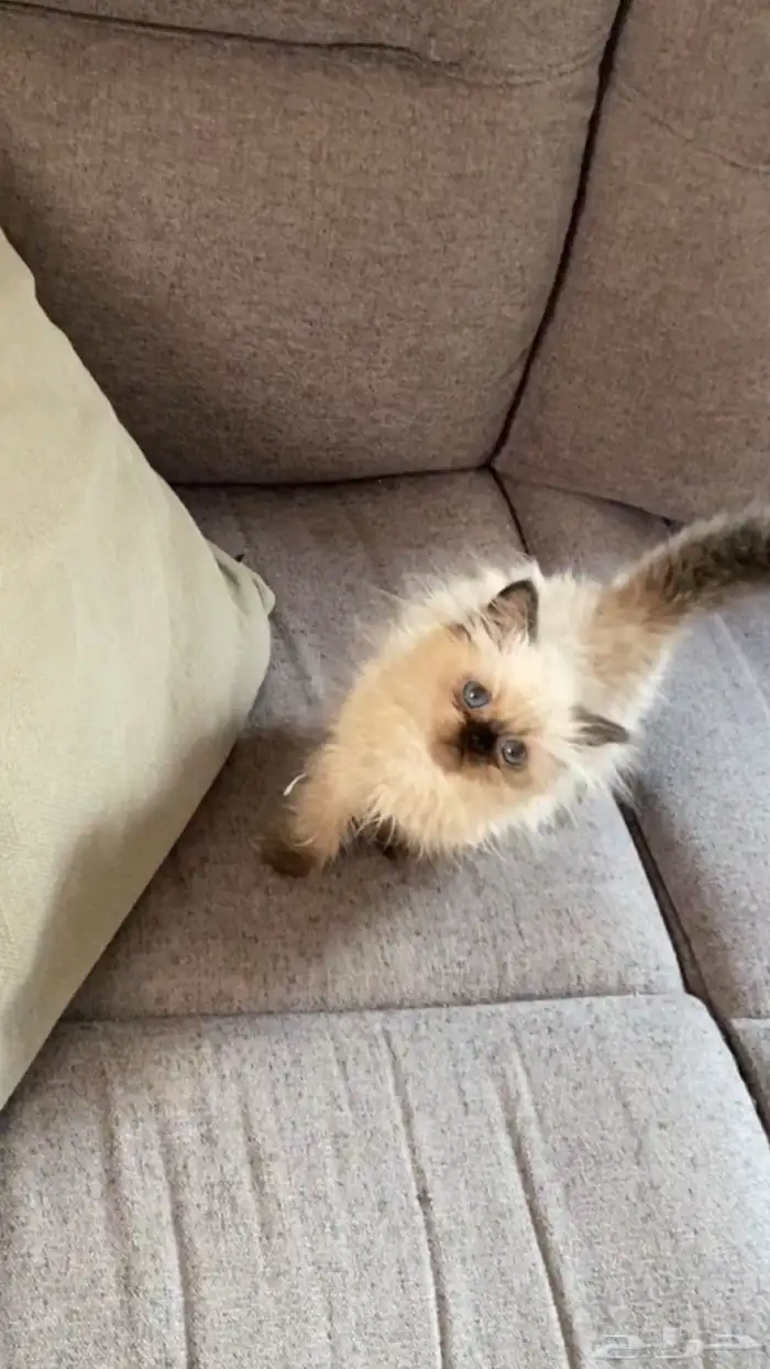 كيتن قزمه 250 ريال 0