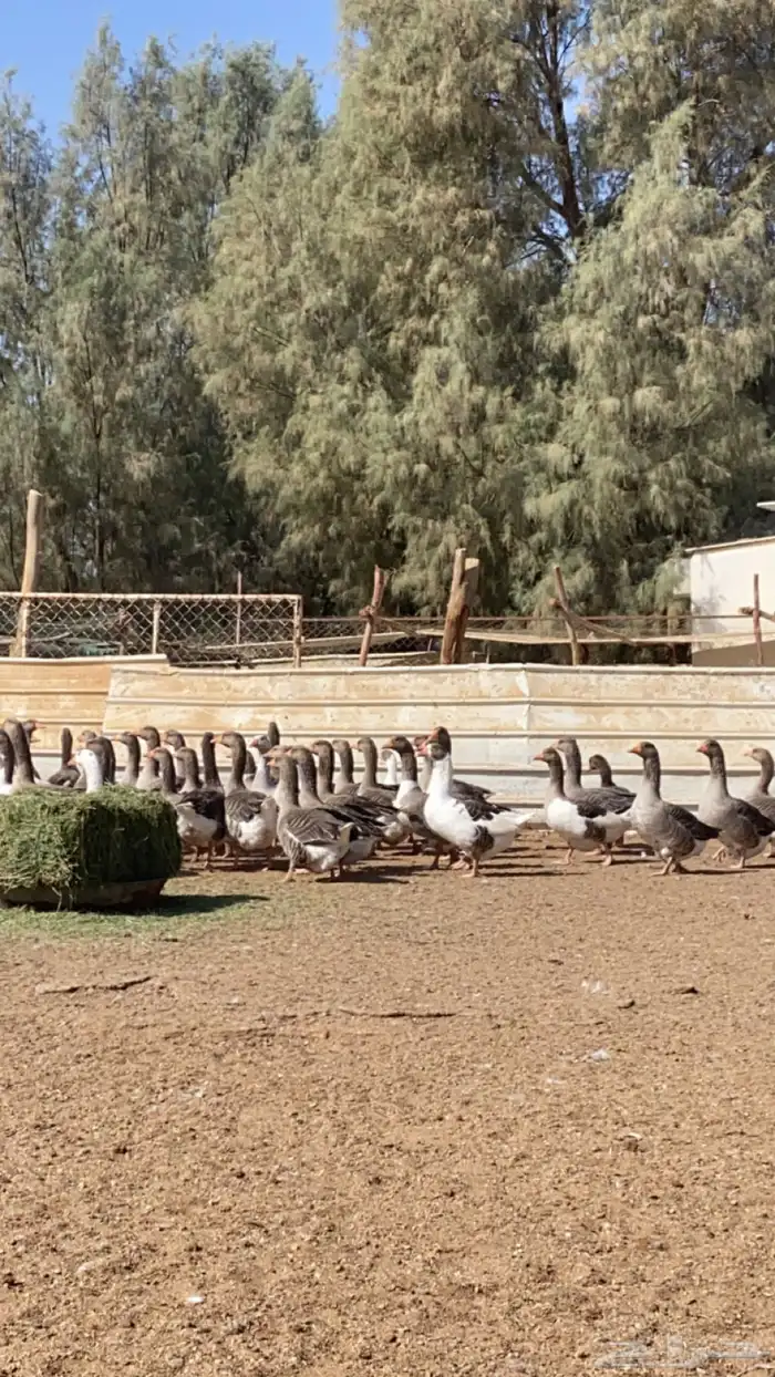 وز بلدي احجام طيبه 1