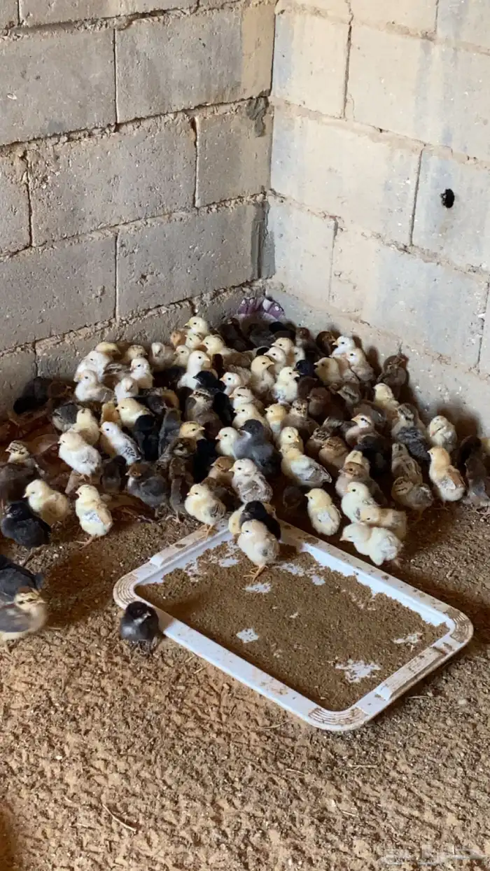 صيصان فيومي ذهبي وفيومي شبابي 0