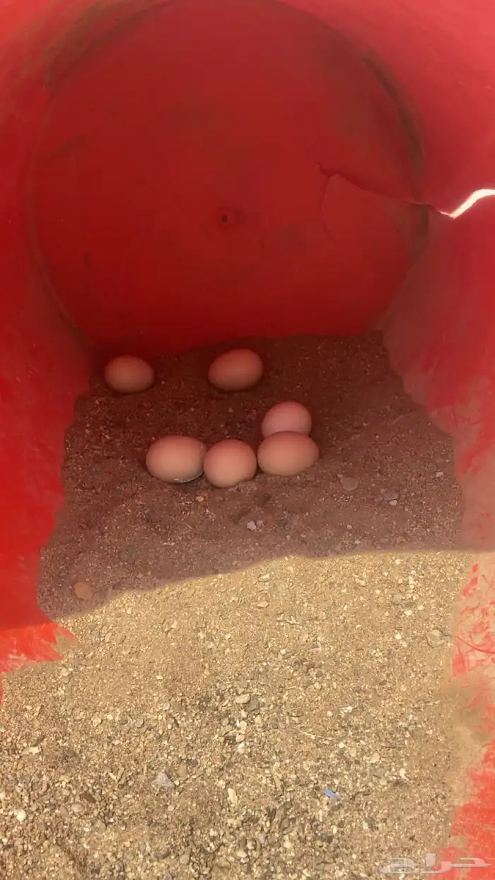 دجاج براهما 1