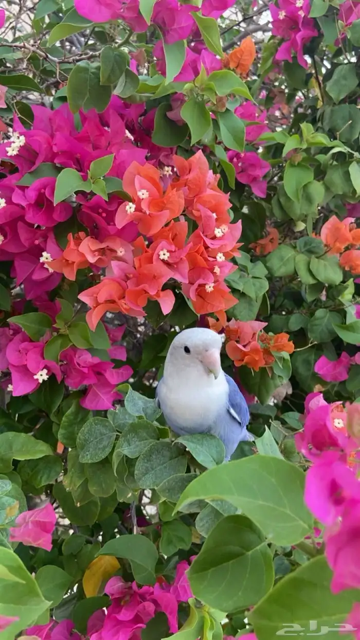 طير روز ضايع الي يحصله مكافأه ماليه 250 ريال 3