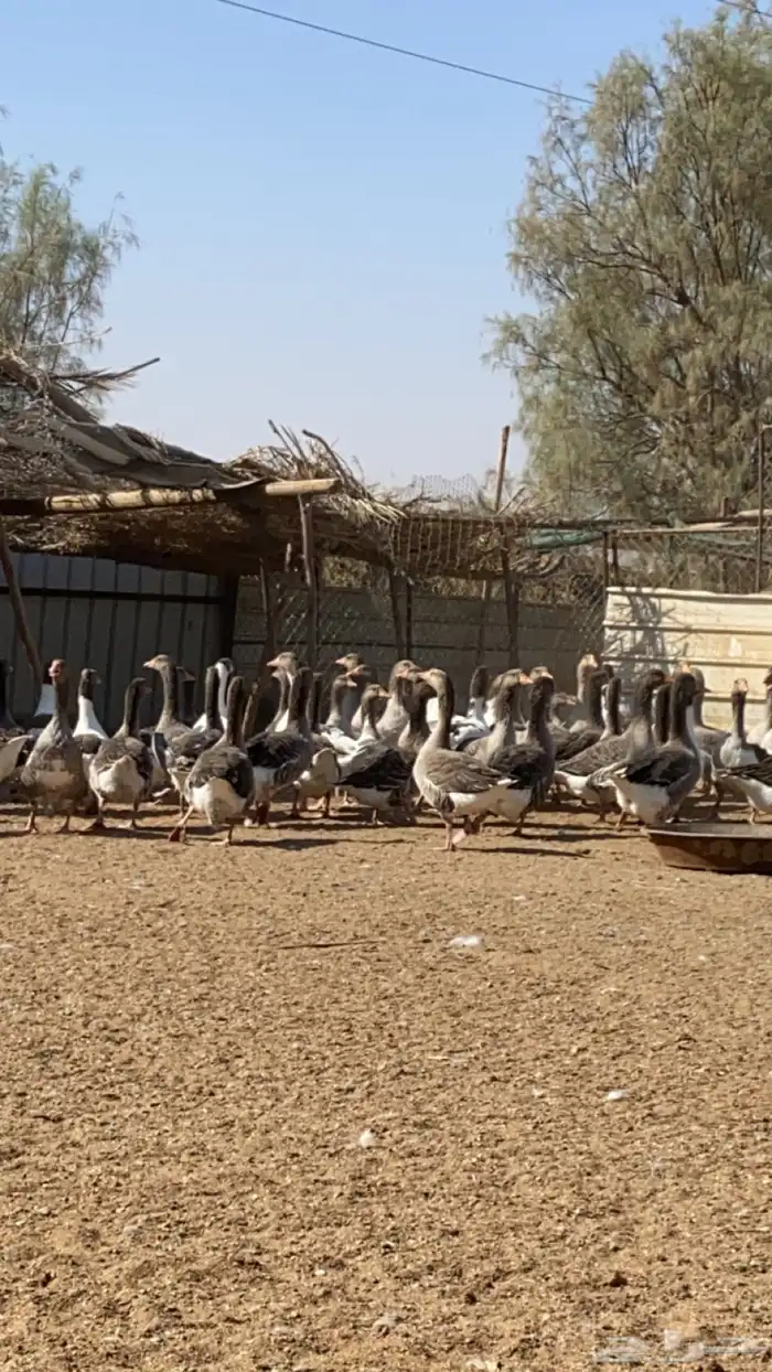 وز بلدي احجام طيبه 0