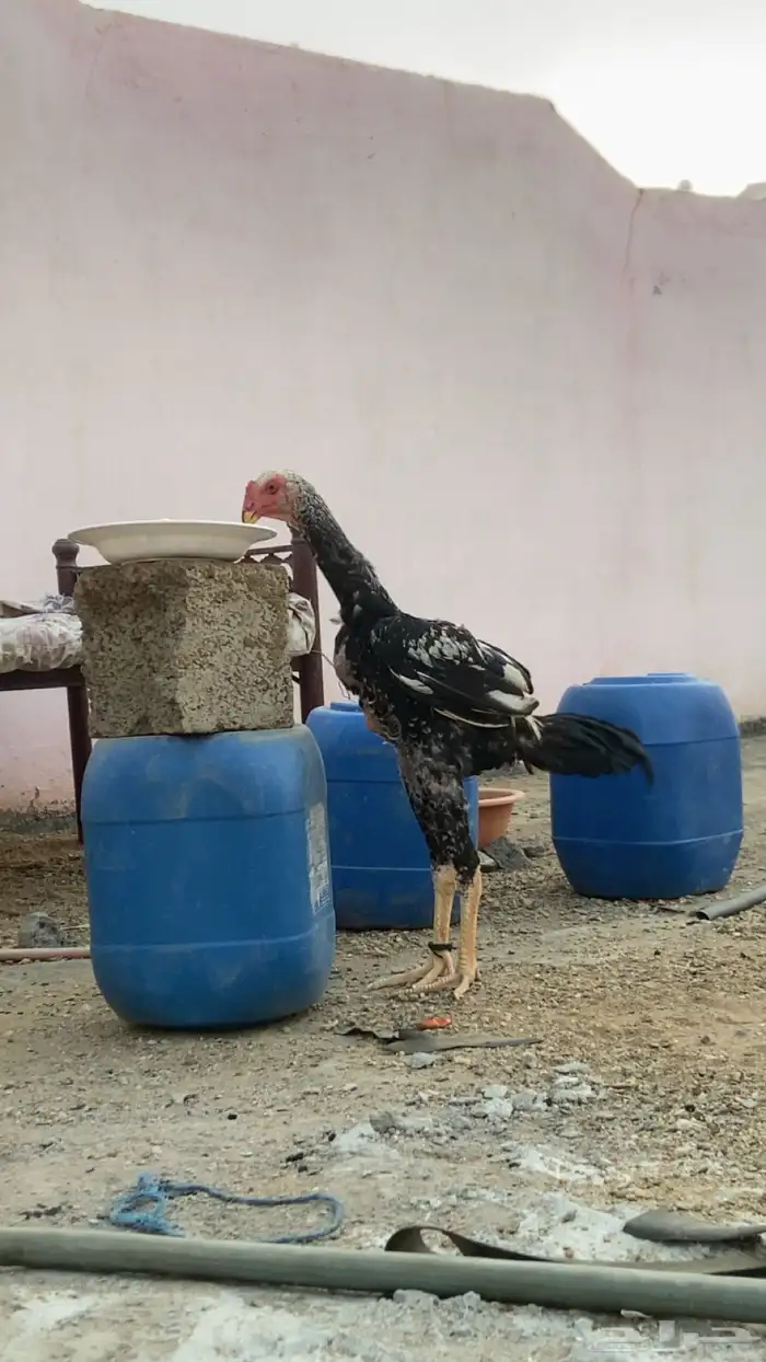 ديك شاموه الماني 1