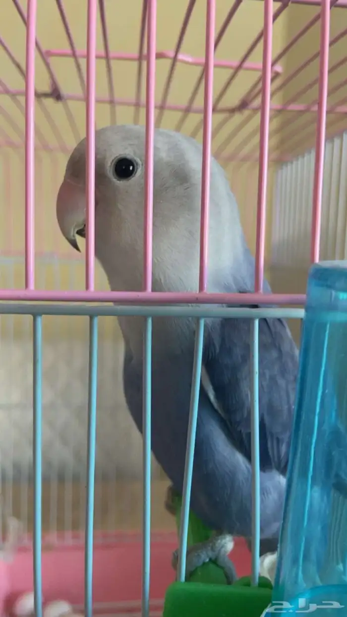 طير روز ضايع الي يحصله مكافأه ماليه 250 ريال 2