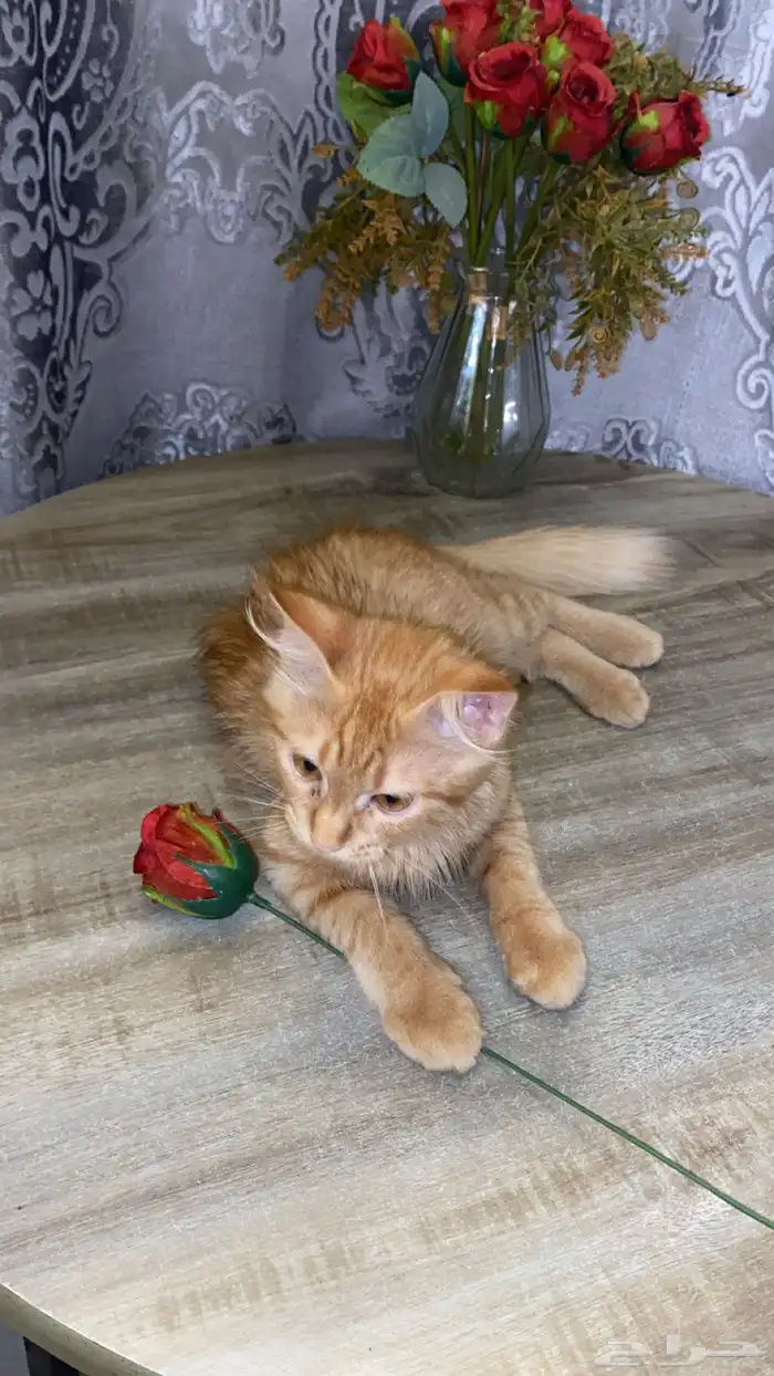 قط ذكر شيرازي ل التبني 1