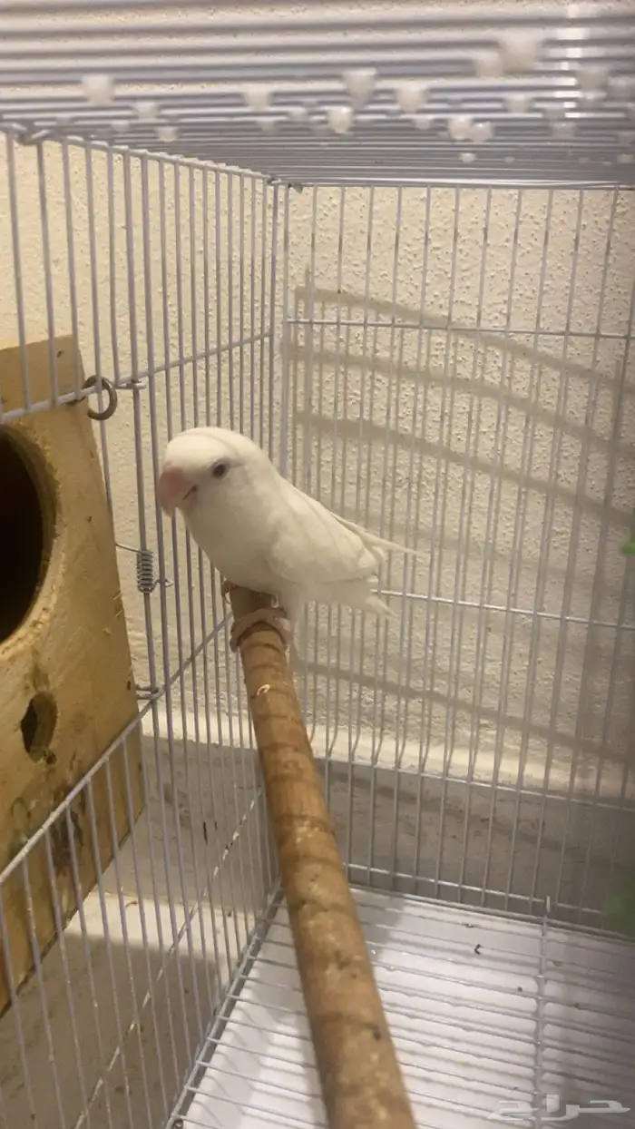 طير روز ذكر وانثى 2