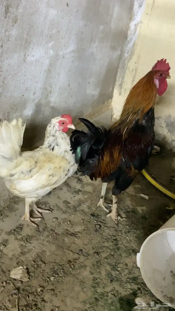 ديك و دجاج بلدي 0