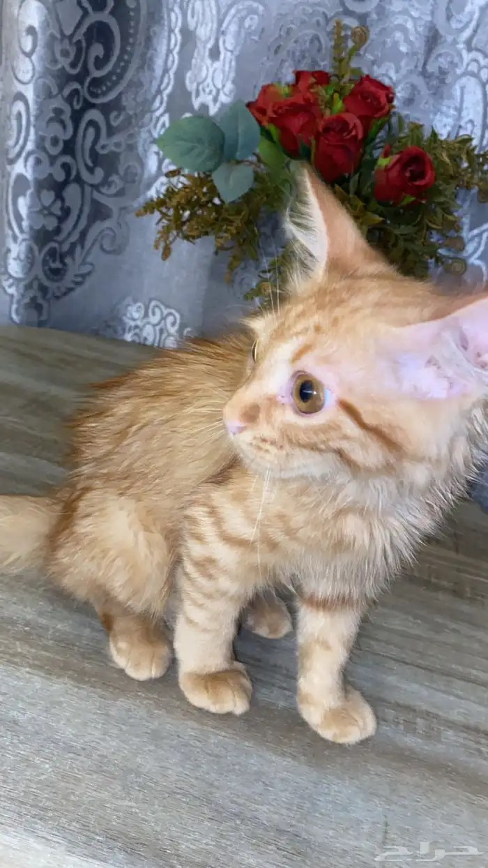 قط ذكر شيرازي ل التبني 4