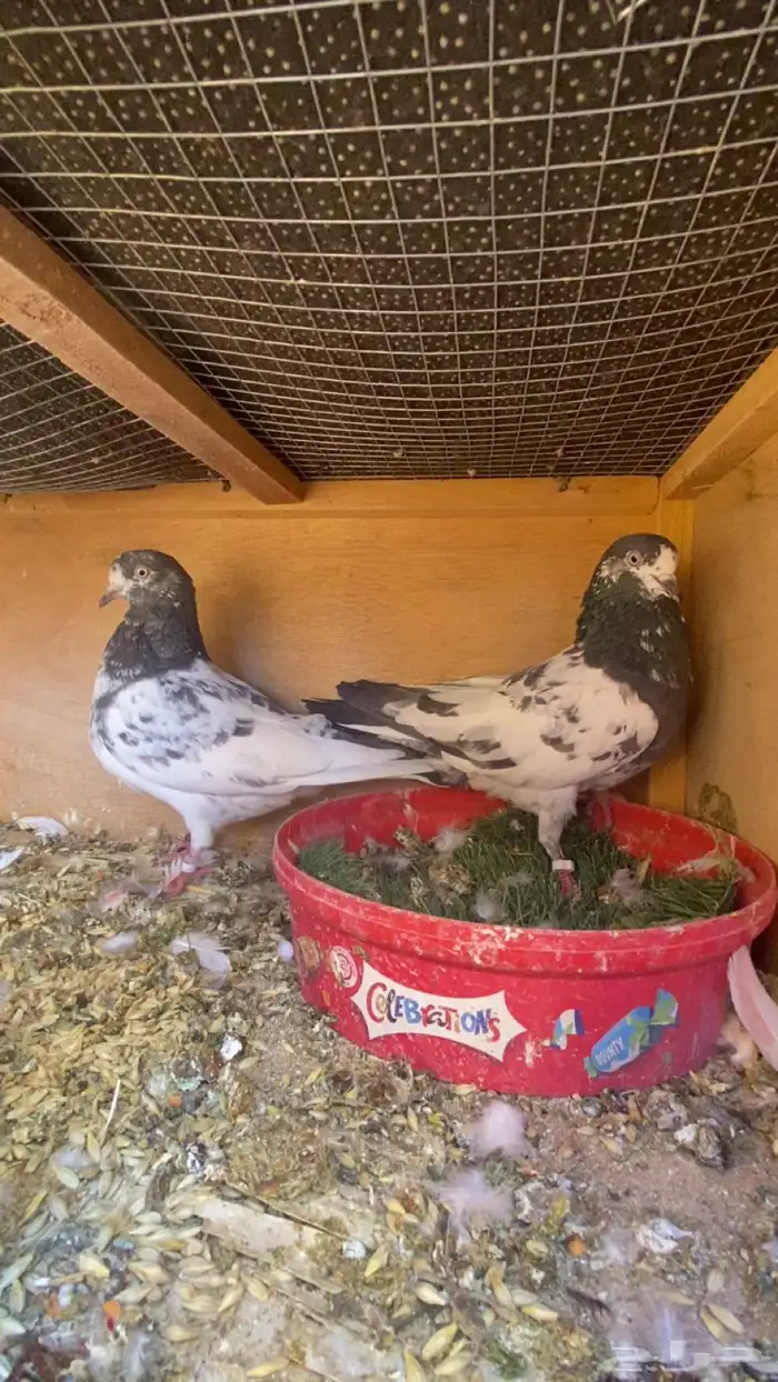 حمام باكستاني تيدي 0