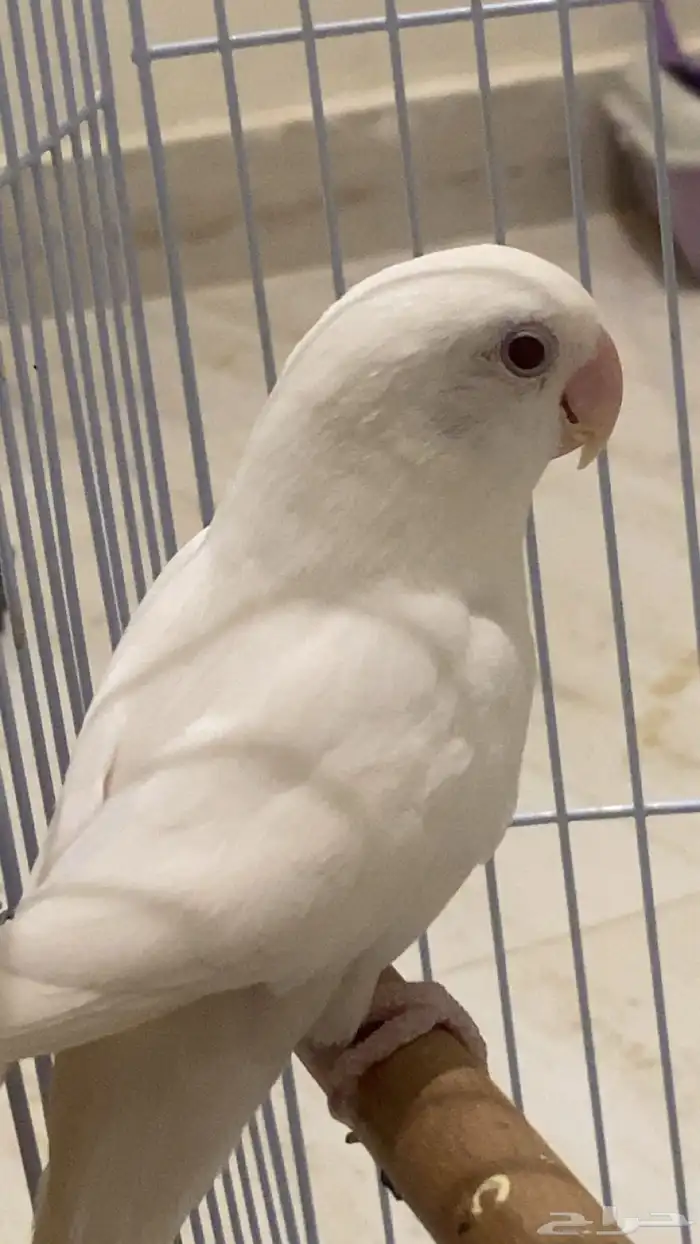 طير روز ذكر وانثى 4