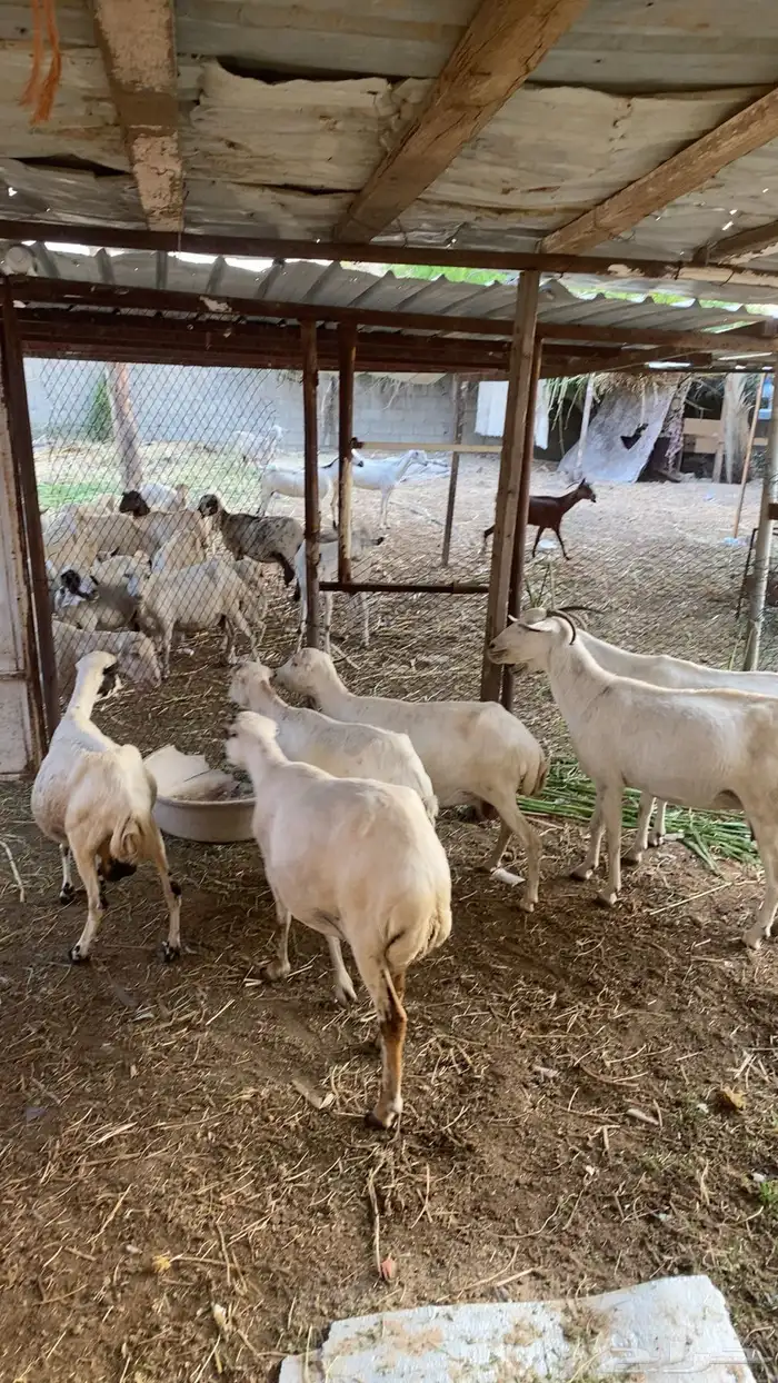 بسم الله الرحمن الرحيم أعرض عليكم أربع ضان واثنتين غنم 0