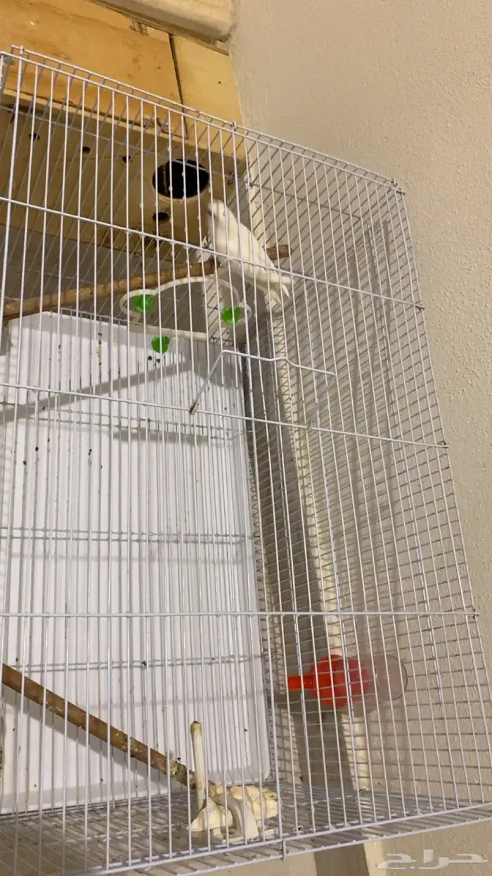 طير روز ذكر وانثى 0