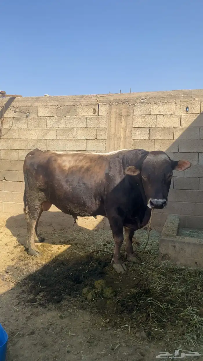 بقر الماني 0