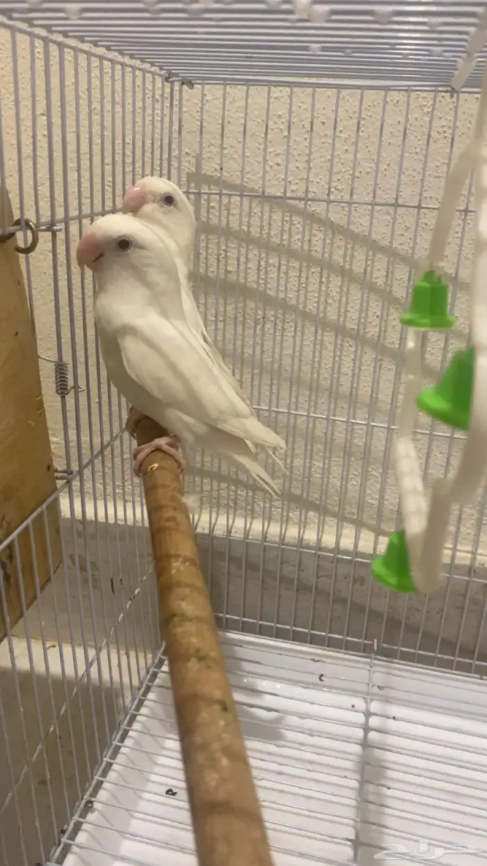 طير روز ذكر وانثى 1