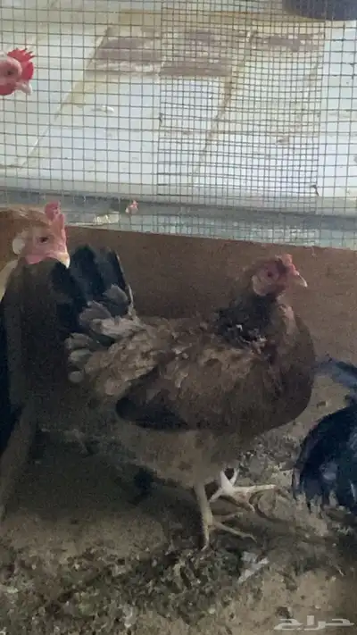 ديك و دجاج بلدي index