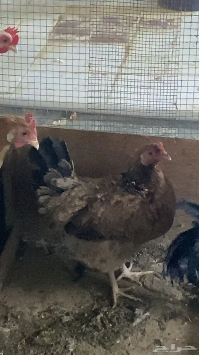 ديك و دجاج بلدي 3