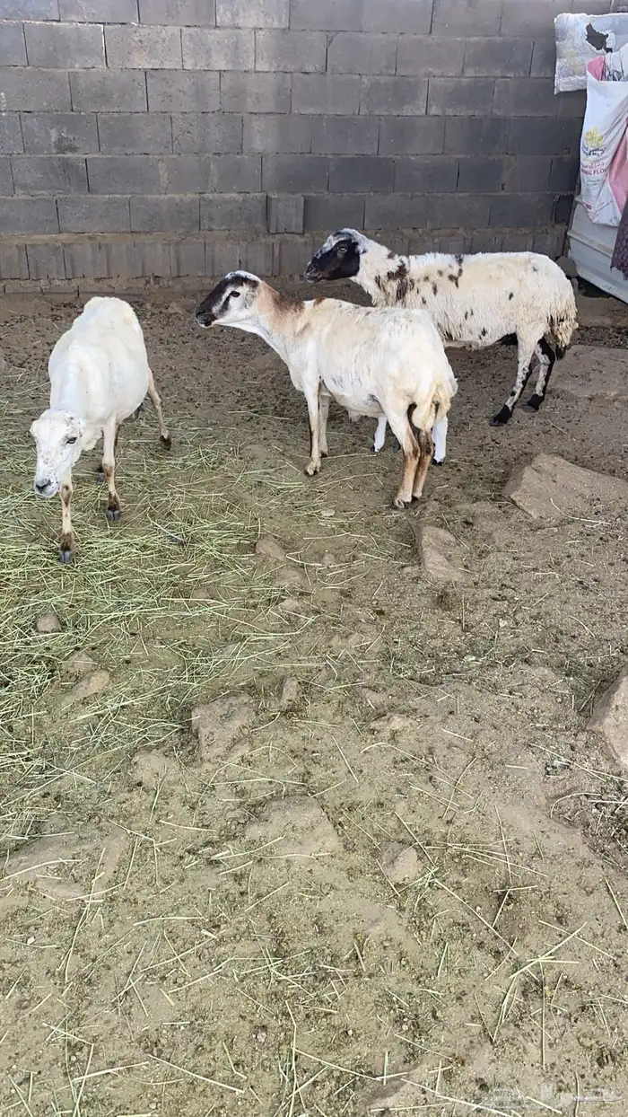 ضان  بلديه 1