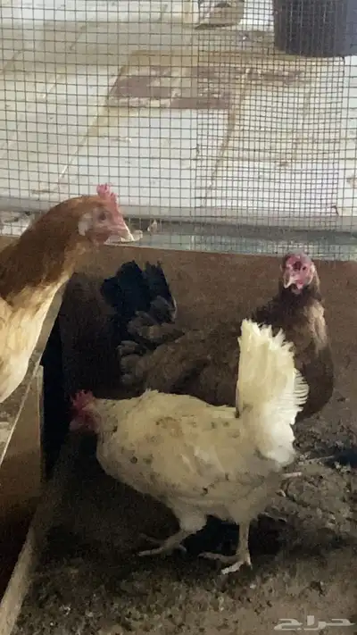 ديك و دجاج بلدي index